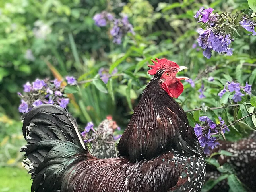 Sussex, Speckled