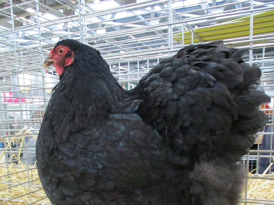 Wyandotte, Black