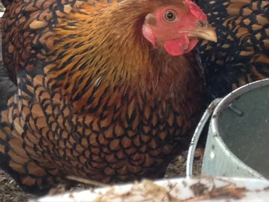 Wyandotte, Golden Laced