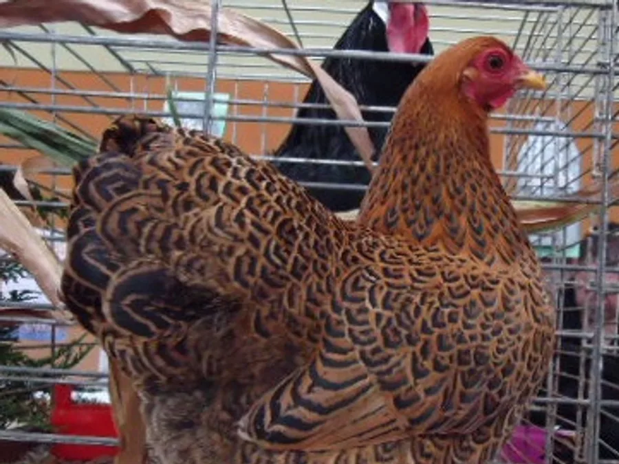 Wyandotte, Partridge