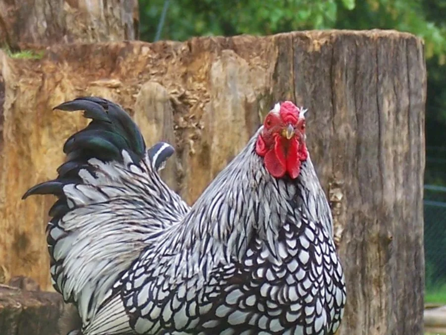 Wyandotte, Silver Laced
